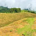 दक्षिण कोरियामा नेपाली चिया प्रवर्द्धन कार्यक्रम