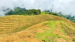 दक्षिण कोरियामा नेपाली चिया प्रवर्द्धन कार्यक्रम